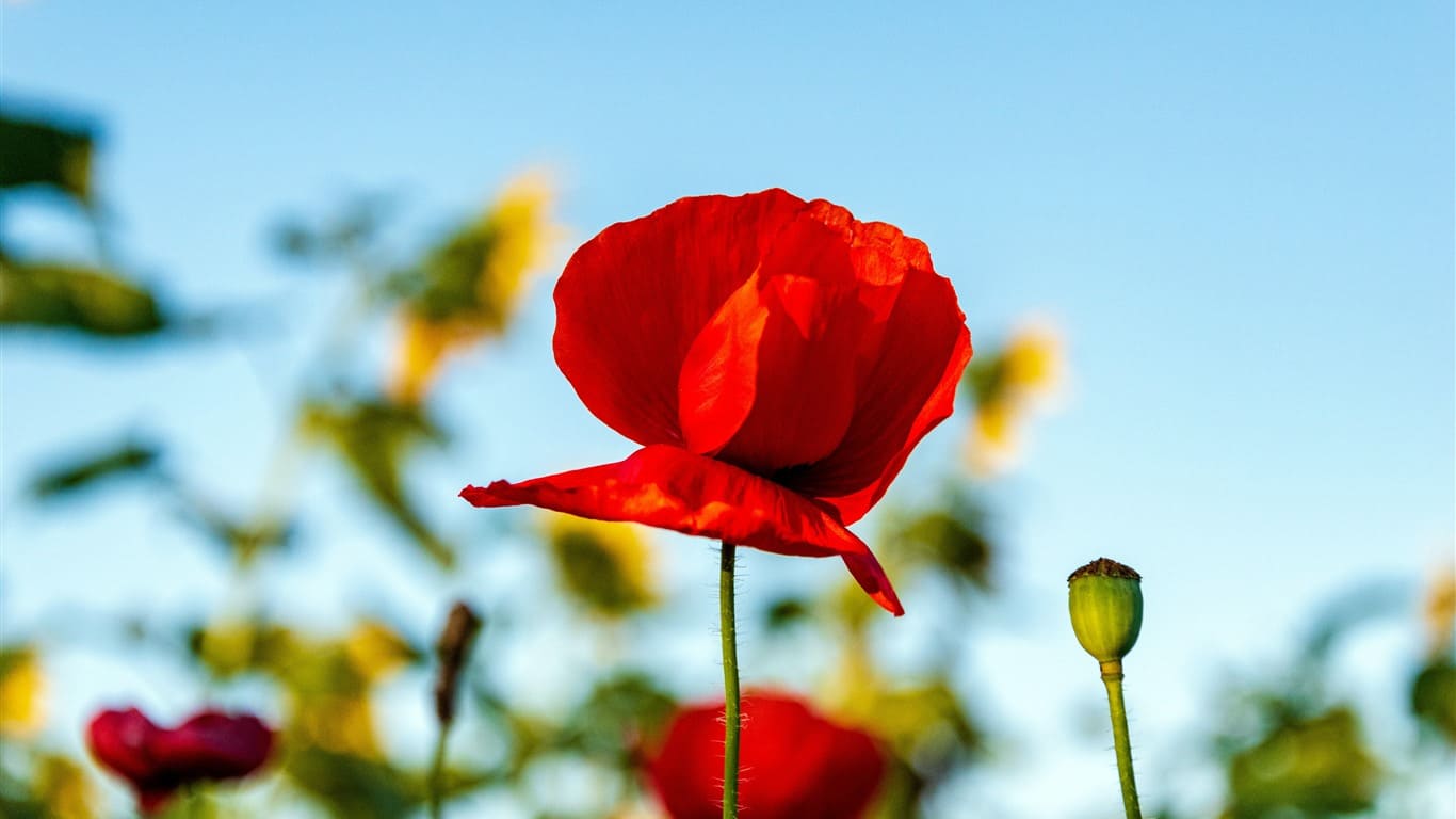 台北外出按摩 外約外叫外送按摩 服務內容示意圖